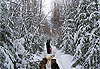 Traineau � chien