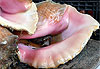 Conch