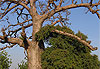 Baobab 