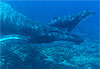 Baleine et son b�b� � Rurutu