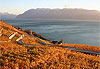 Vignes � Lavaux