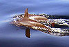 Dauphins