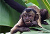 Singe capucin