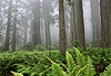 Rain forest