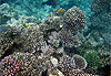 Coraux et poissons