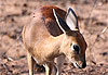 C�phalophe