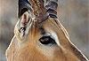 M�le impala