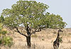 Girafe sous son acacia