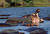 Dur d��tre un hippo