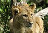 Jeune lion perch�