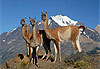 Les 3 guanacos