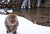 Macaque des neiges