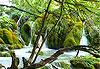Plitivice (cascade)