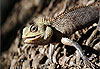 Petit iguane