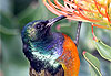 Repas de colibri