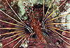 Jeune poisson lion