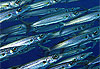 Petits barracudas
