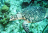 Tortue qui nage