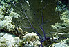 Corail