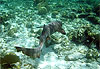 Requin nourrice