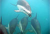 Nage avec les dauphins