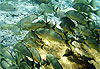 Poissons