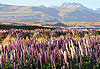 Tekapo en fleurs