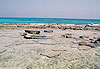 Piscine naturelle