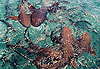 Requins