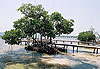 Mangrove