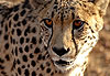 Gu�pard