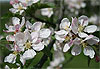 Pommiers Fleuris