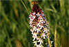 Orchid�e sauvage et mouche � vache