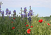 Iris et Coquelicots