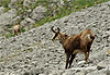 Chamois
