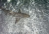 Requin citron aux bahamas