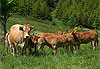 Garderie champ�tre