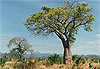 Baobab 