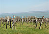 Vignes � Badacsony