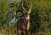 Defassa waterbuck (m�le)