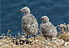 Poussins de mouette
