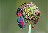 Zygaena filipendulae