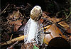 Champignon impudique