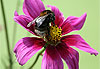 Bourdon sur une fleur