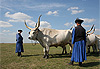 Bovins de la puszta avec leurs gardiens en costume traditionnel