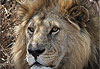 Lion - Serengeti