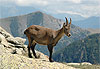 Chamois du lac Agnel