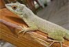 Bel anoli, le l�zard de Guadeloupe