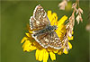 Papillon