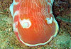 Danseuse espagnole (Hexabranchus sanguineus)
